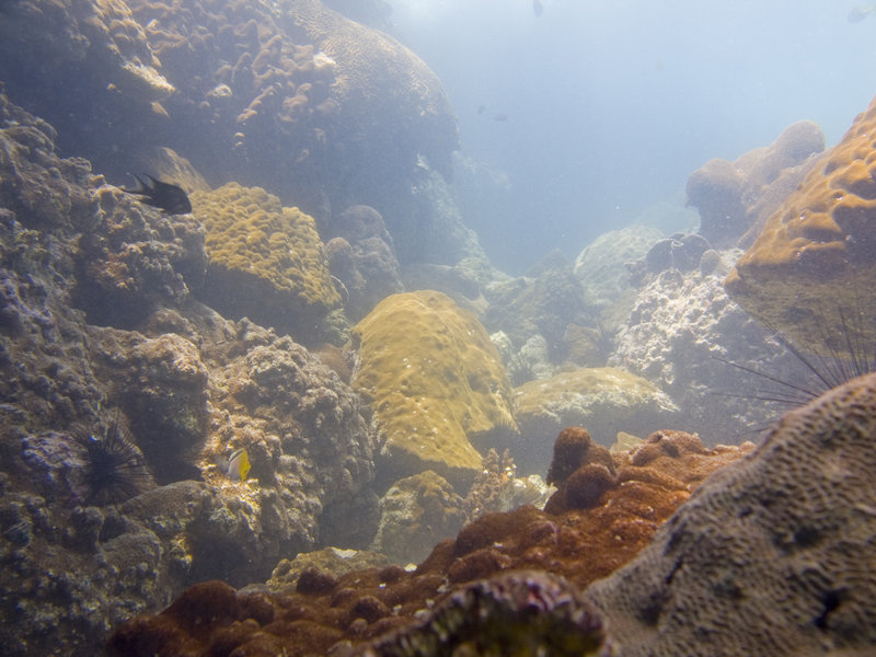 Underwater Scene, Marine Park